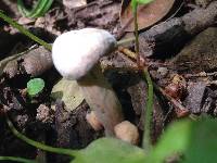 Laccaria amethysteo-occidentalis image