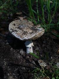 Amanita novinupta image