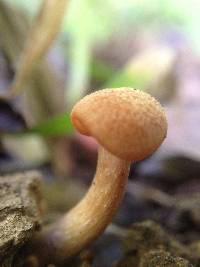 Laccaria laccata image