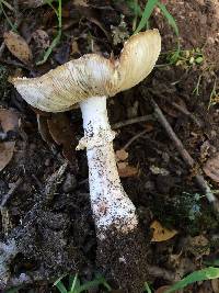 Amanita novinupta image