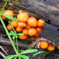 Mycena leaiana image