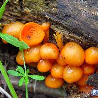 Mycena leaiana image