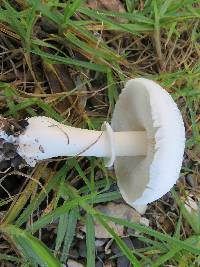 Leucoagaricus leucothites image