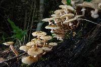 Armillaria limonea image