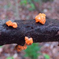 Nectria cinnabarina image