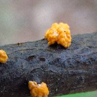 Nectria cinnabarina image