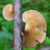 Polyporus alveolaris image