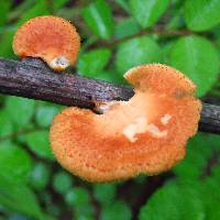 Polyporus alveolaris image