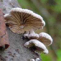 Schizophyllum commune image