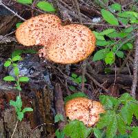 Polyporus squamosus image