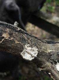 Schizophyllum commune image