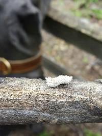 Schizophyllum commune image