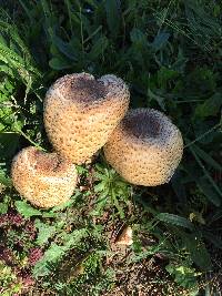 Agaricus augustus image