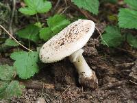 Amanita novinupta image