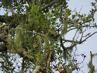 Ramalina menziesii image