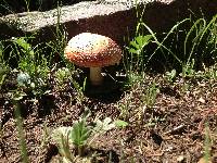 Amanita muscaria image