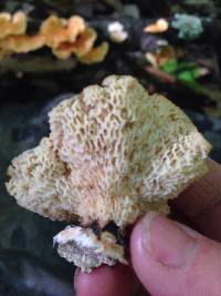 Polyporus alveolaris image