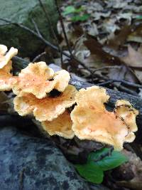 Polyporus alveolaris image