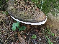 Ganoderma applanatum image