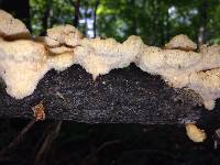 Polyporus alveolaris image