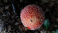 Amanita muscaria image