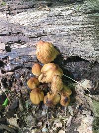 Coprinellus micaceus image