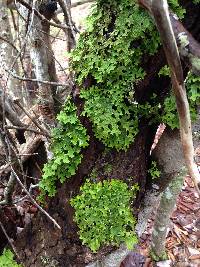 Lobaria pulmonaria image