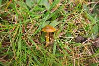 Hygrocybe psittacina var. psittacina image