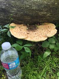 Polyporus squamosus image