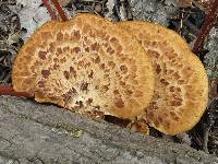 Polyporus squamosus image