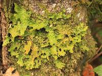 Lobaria pulmonaria image