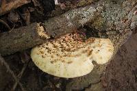 Polyporus squamosus image