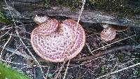 Polyporus squamosus image