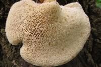 Polyporus squamosus image