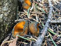 Caloscypha fulgens image