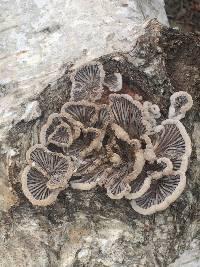 Schizophyllum commune image