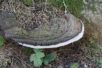 Ganoderma applanatum image