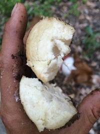 Agaricus augustus image