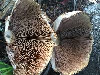 Agaricus augustus image