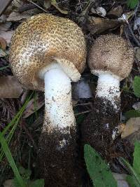 Agaricus augustus image