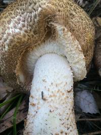 Agaricus augustus image