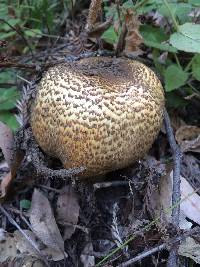 Agaricus augustus image