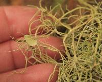 Usnea intermedia image