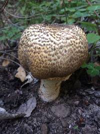 Agaricus augustus image