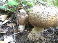 Agaricus augustus image