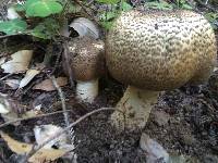 Agaricus augustus image