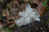 Tremella fuciformis image