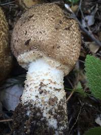 Agaricus augustus image