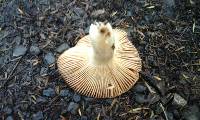 Russula novae-zelandiae image