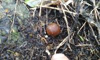 Russula novae-zelandiae image